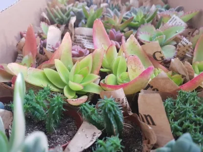 סוקולנט קטן עטוף מיקס 2